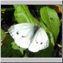 Pieris napi - Gruenaderweissling w04.jpg